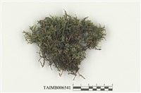 藏品(長毛砂苔)的圖片